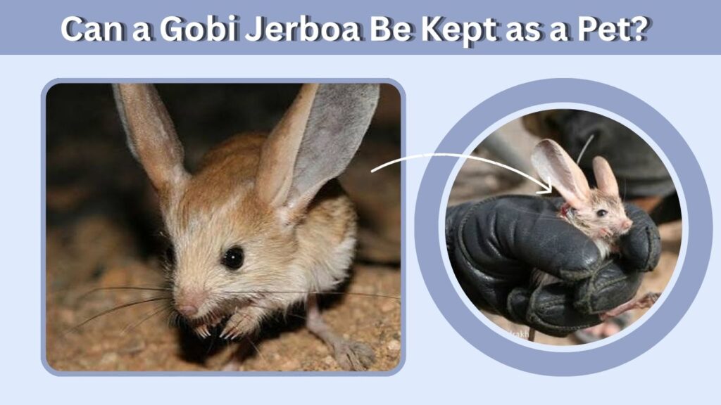 Can a Gobi Jerboa Be Kept as a Pet?