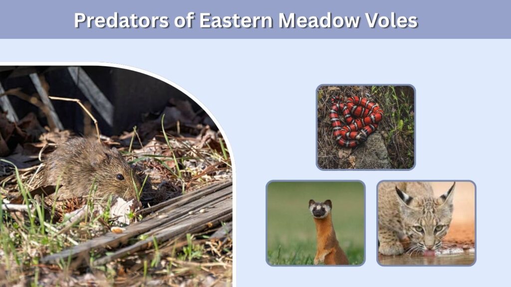 Predators of Eastern Meadow Voles