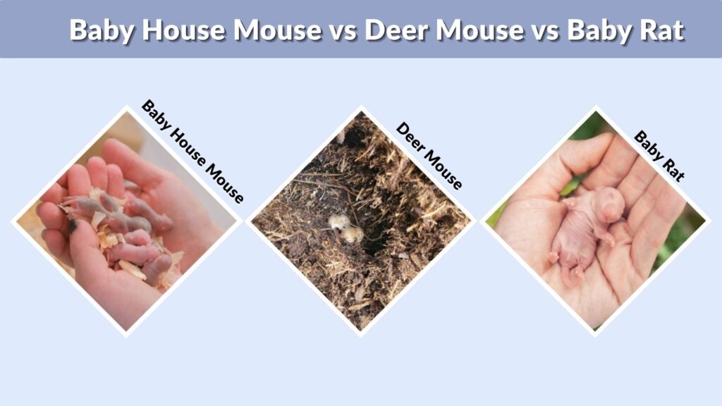 Baby House Mouse vs Deer Mouse vs Baby Rat