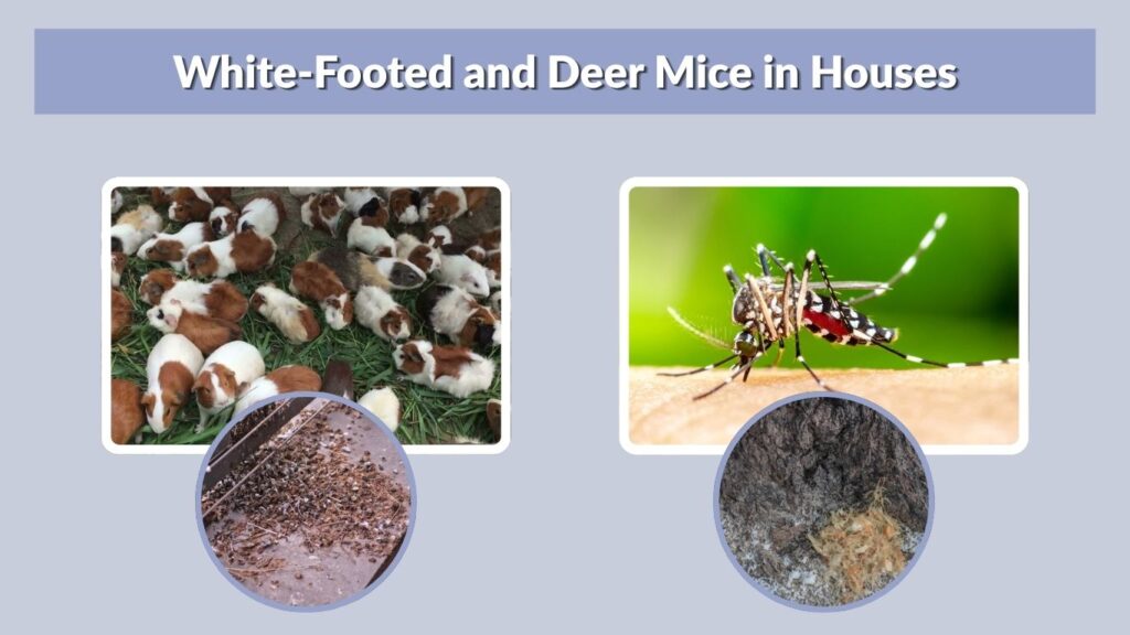 White-Footed and Deer Mice in Houses