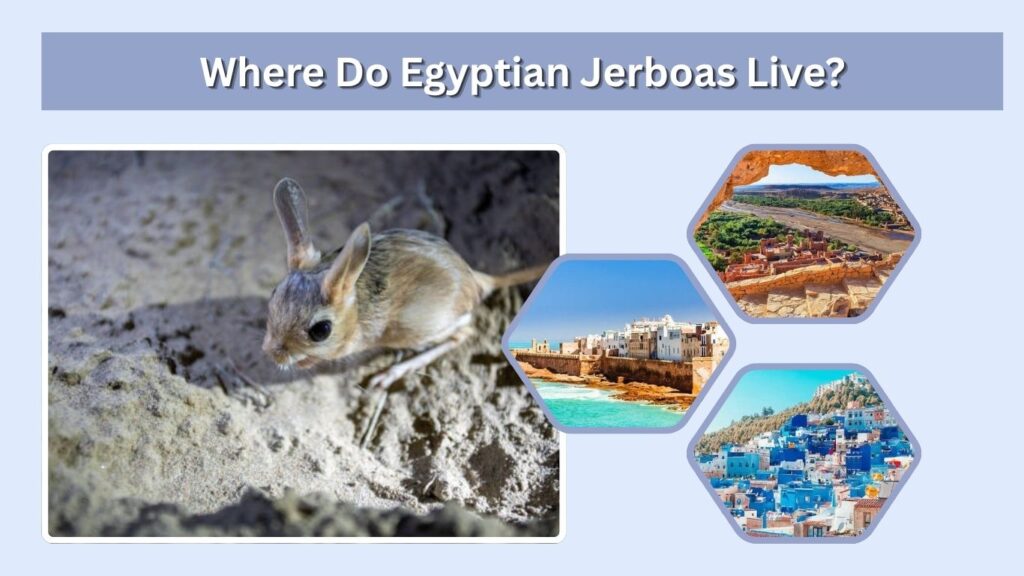 Where Do Egyptian Jerboas Live?