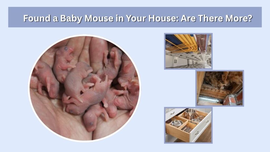 Found a Baby Mouse in Your House: Are There More?
