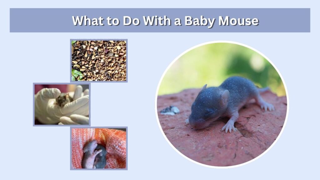 What to Do With a Baby Mouse