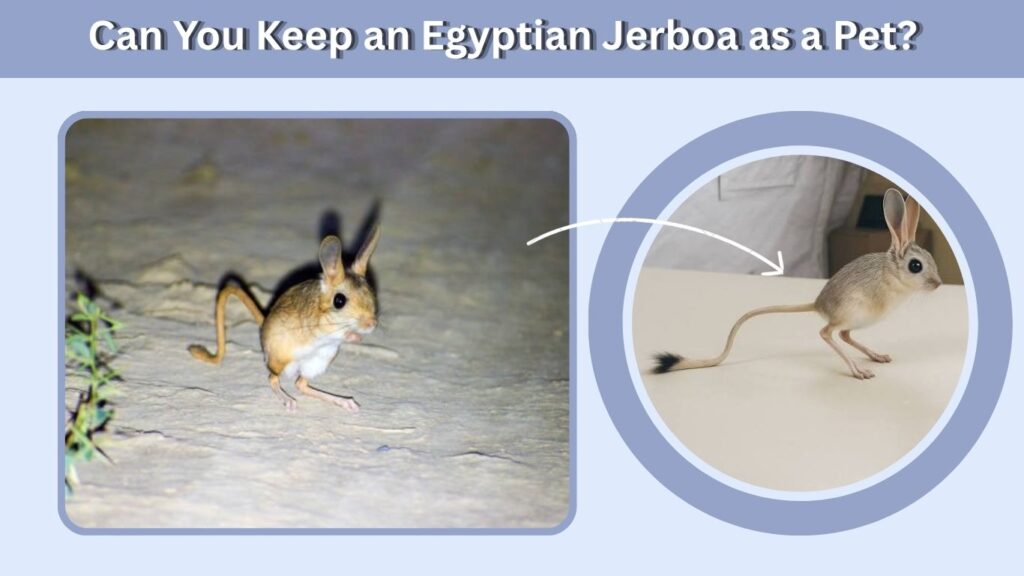 Can You Keep an Egyptian Jerboa as a Pet?