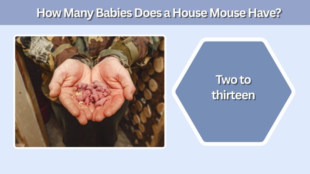How Many Babies Does a House Mouse Have?