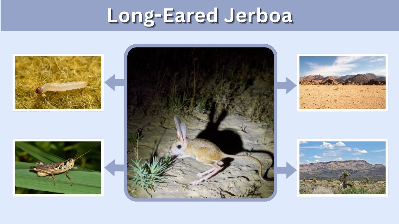 Long-Eared Jerboa: Size, Habitat, Diet, Adaptations and Facts