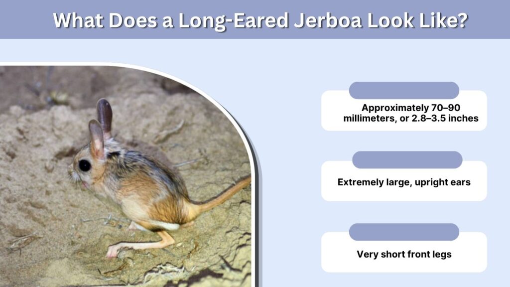 What Does a Long-Eared Jerboa Look Like?