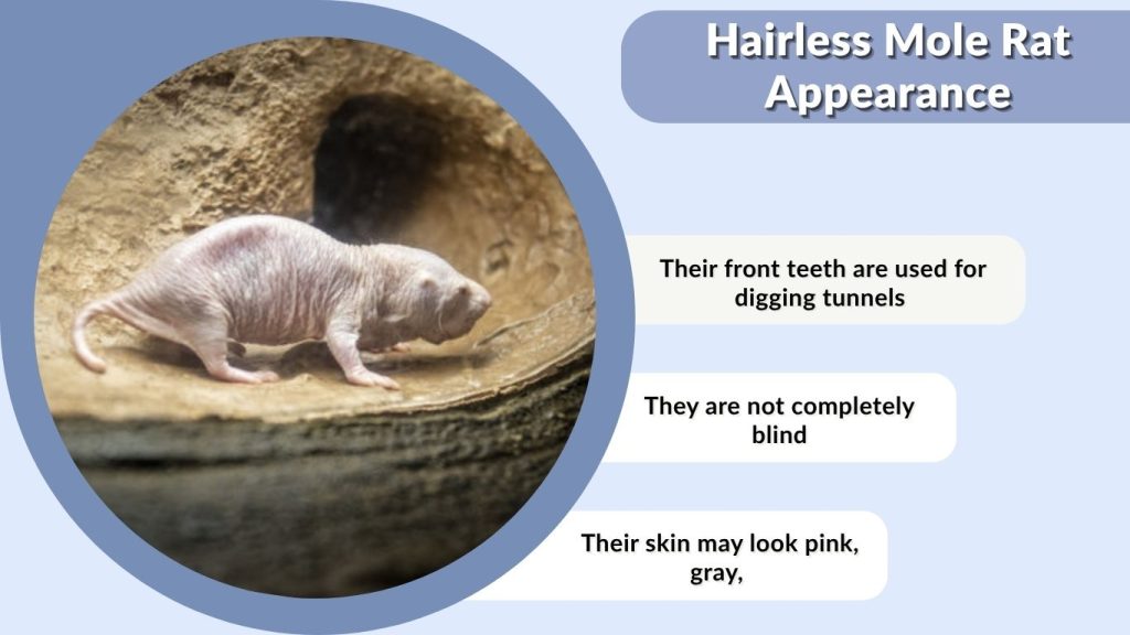 Hairless Mole Rat Appearance