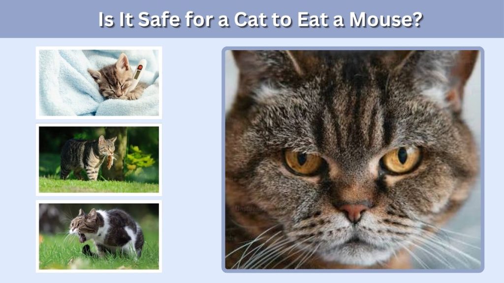 Is It Safe for a Cat to Eat a Mouse?