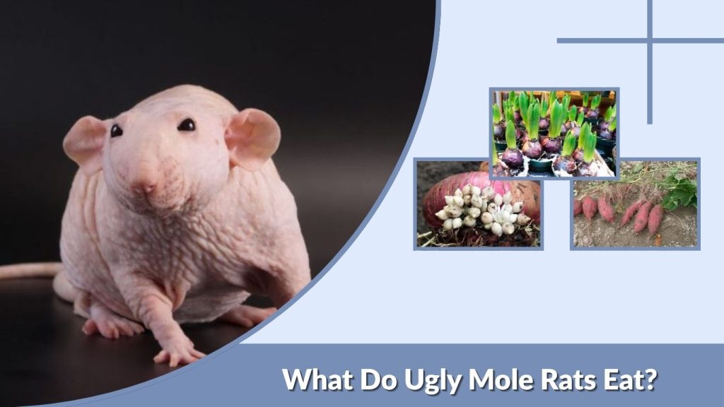 What Do Ugly Mole Rats Eat?