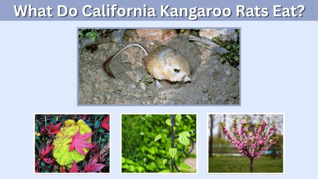 What Do California Kangaroo Rats Eat?