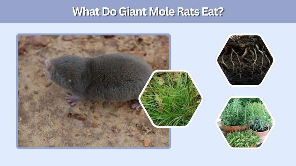 What Do Giant Mole Rats Eat?