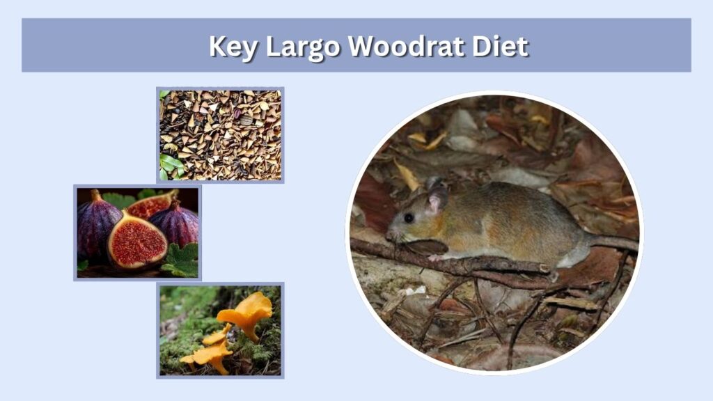 Key Largo Woodrat Diet