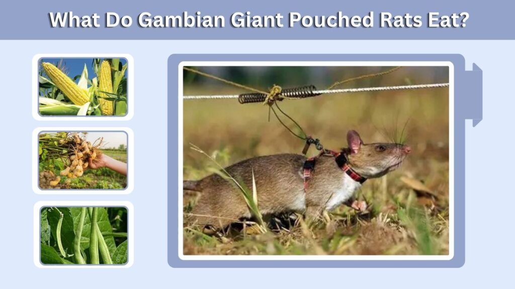 What Do Gambian Giant Pouched Rats Eat?