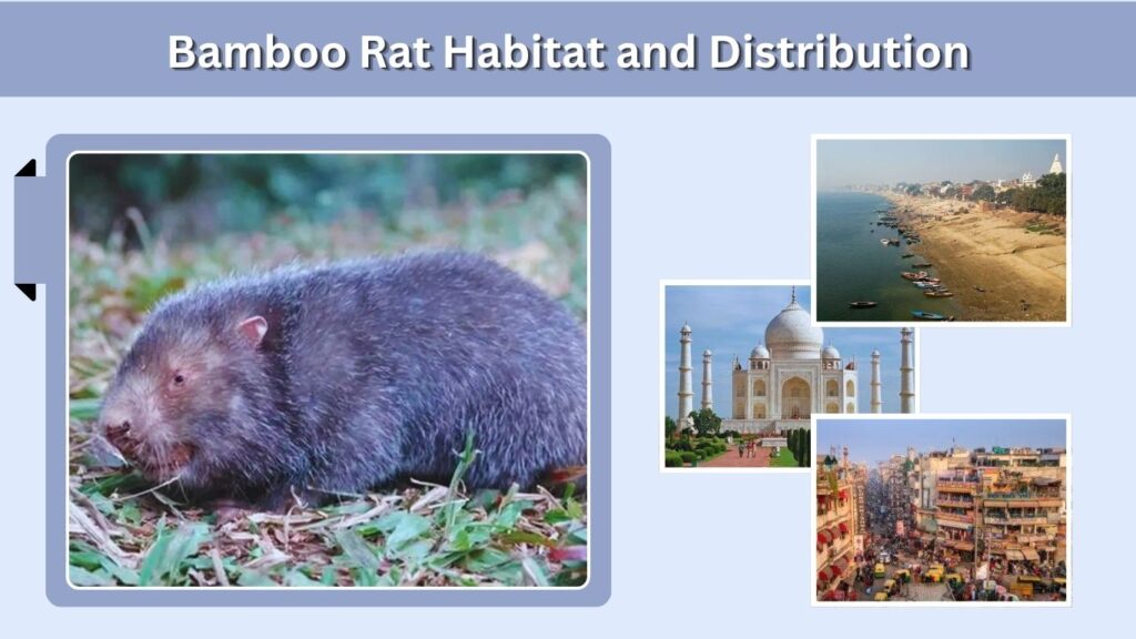 Bamboo Rat Habitat and Distribution