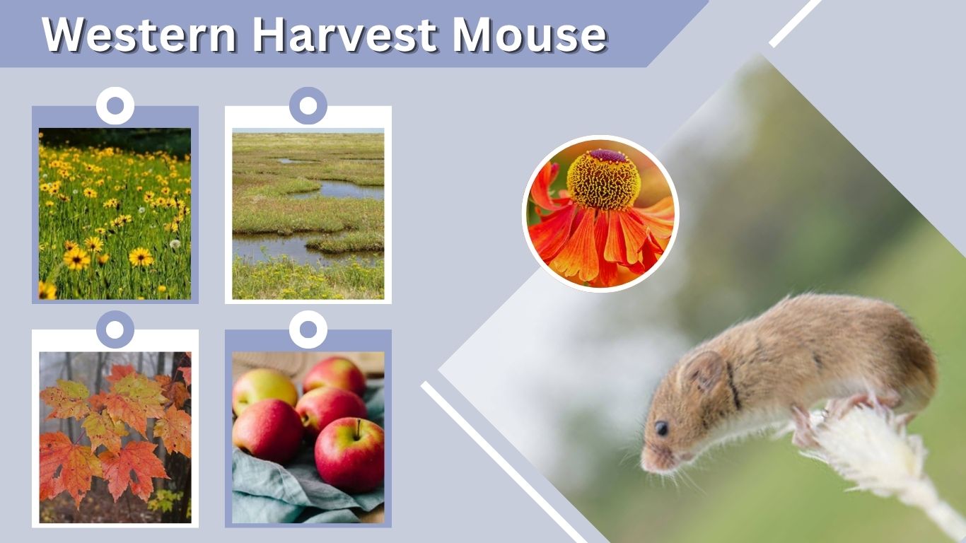 Western Harvest Mouse: Size, Habitat, Diet and Facts