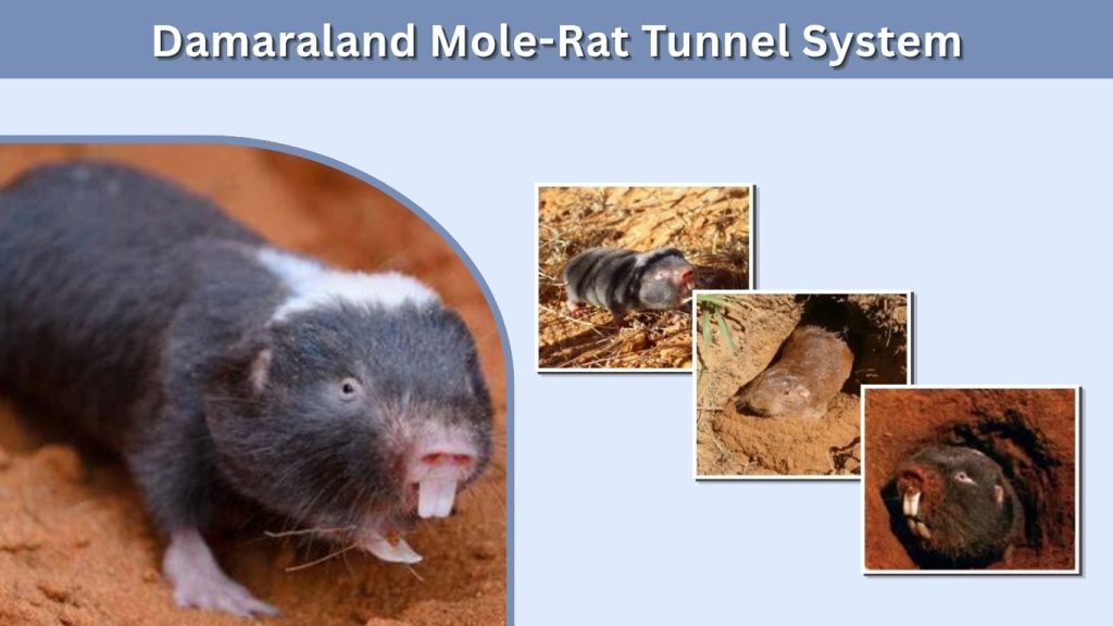 Damaraland Mole-Rat Tunnel System