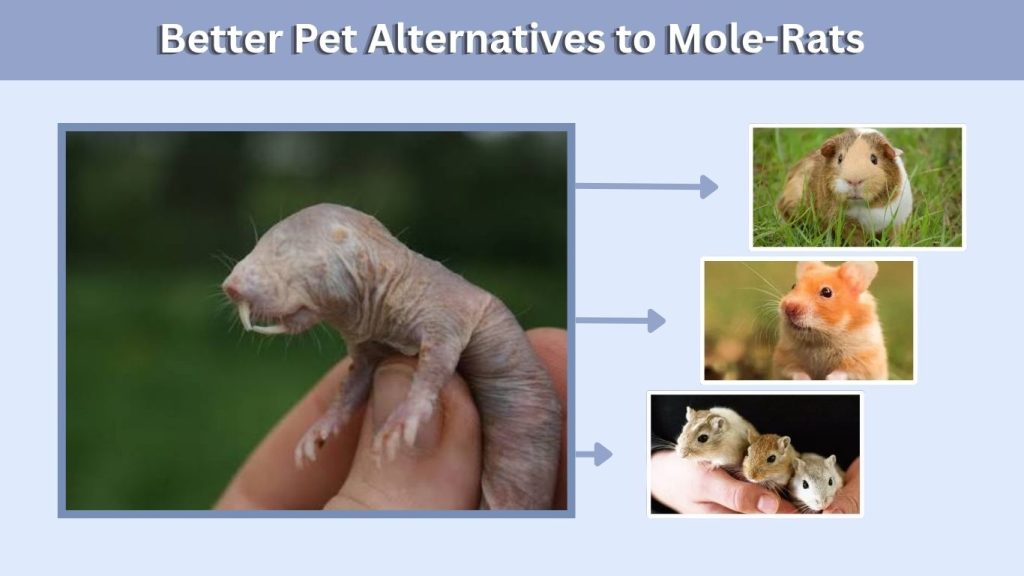 Better Pet Alternatives to Mole-Rats