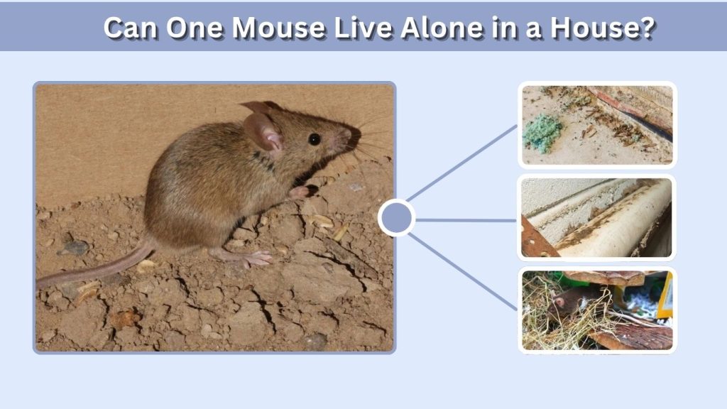 Can One Mouse Live Alone in a House?