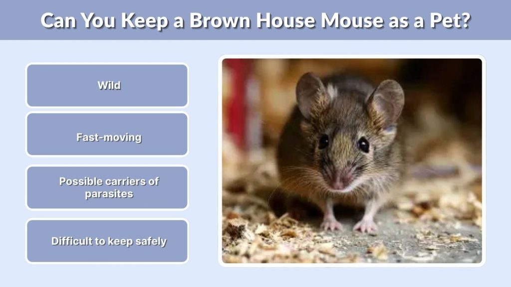 Can You Keep a Brown House Mouse as a Pet?