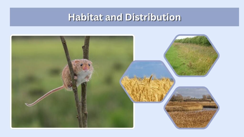 Habitat and Distribution