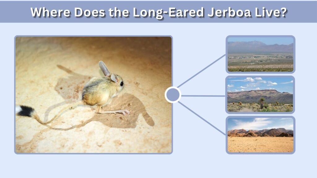 Where Does the Long-Eared Jerboa Live?