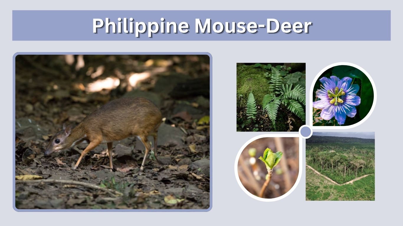 Philippine Mouse-Deer: Habitat, Diet and Facts