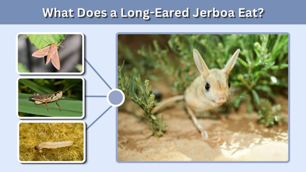 What Does a Long-Eared Jerboa Eat?