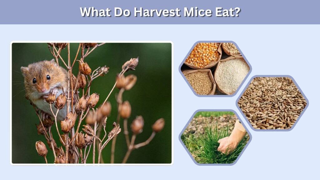 What Do Harvest Mice Eat?