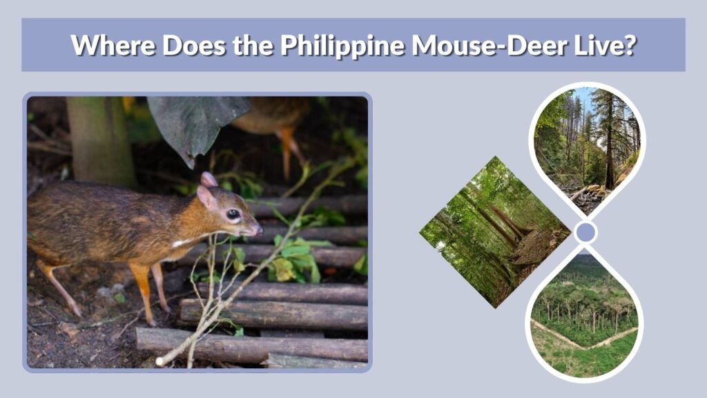Where Does the Philippine Mouse-Deer Live?