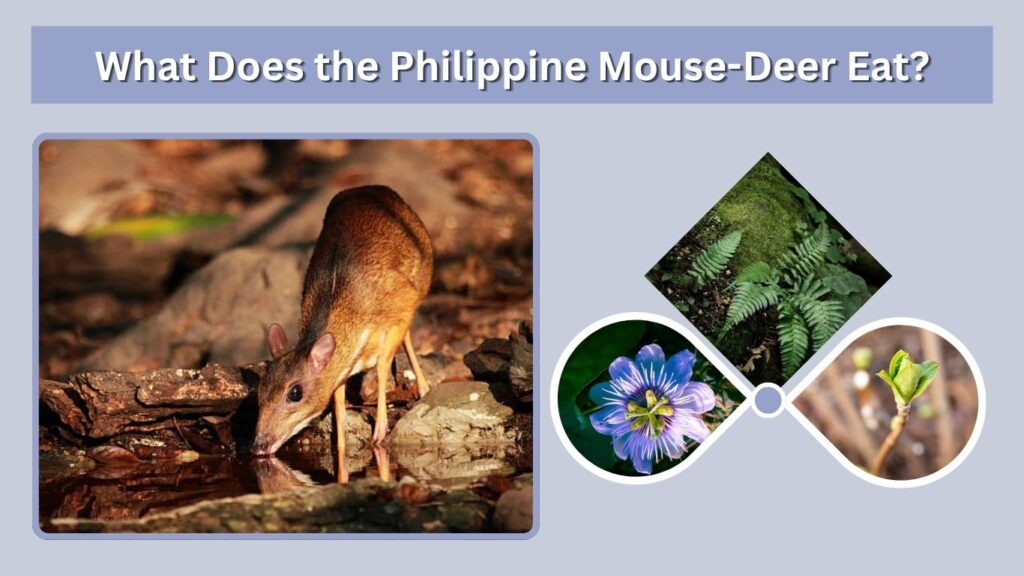 What Does the Philippine Mouse-Deer Eat?