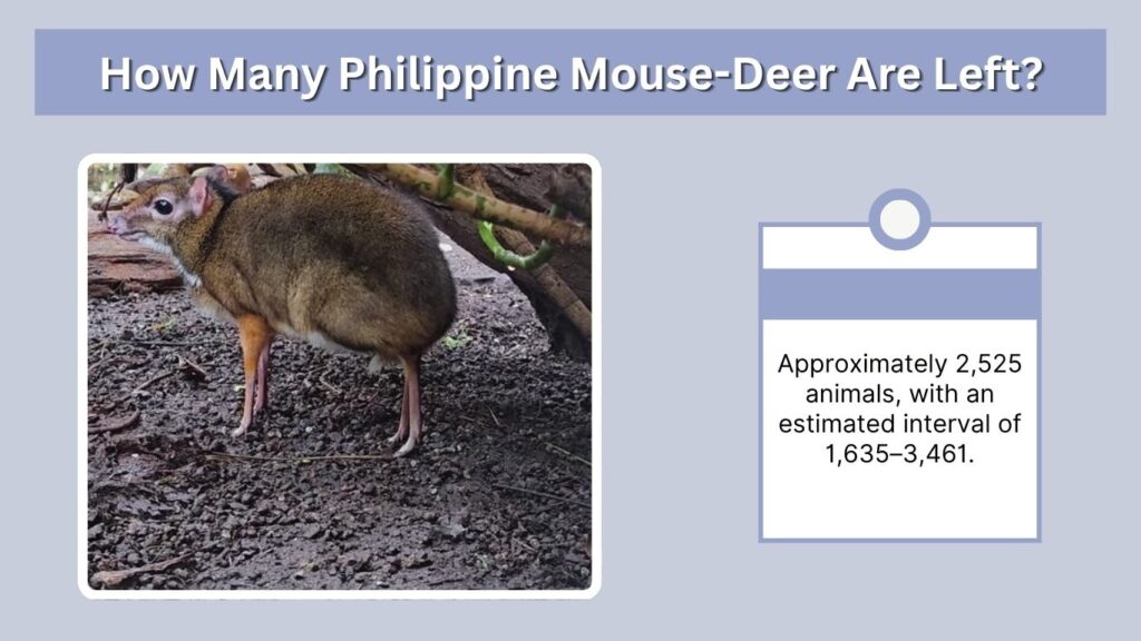How Many Philippine Mouse-Deer Are Left?