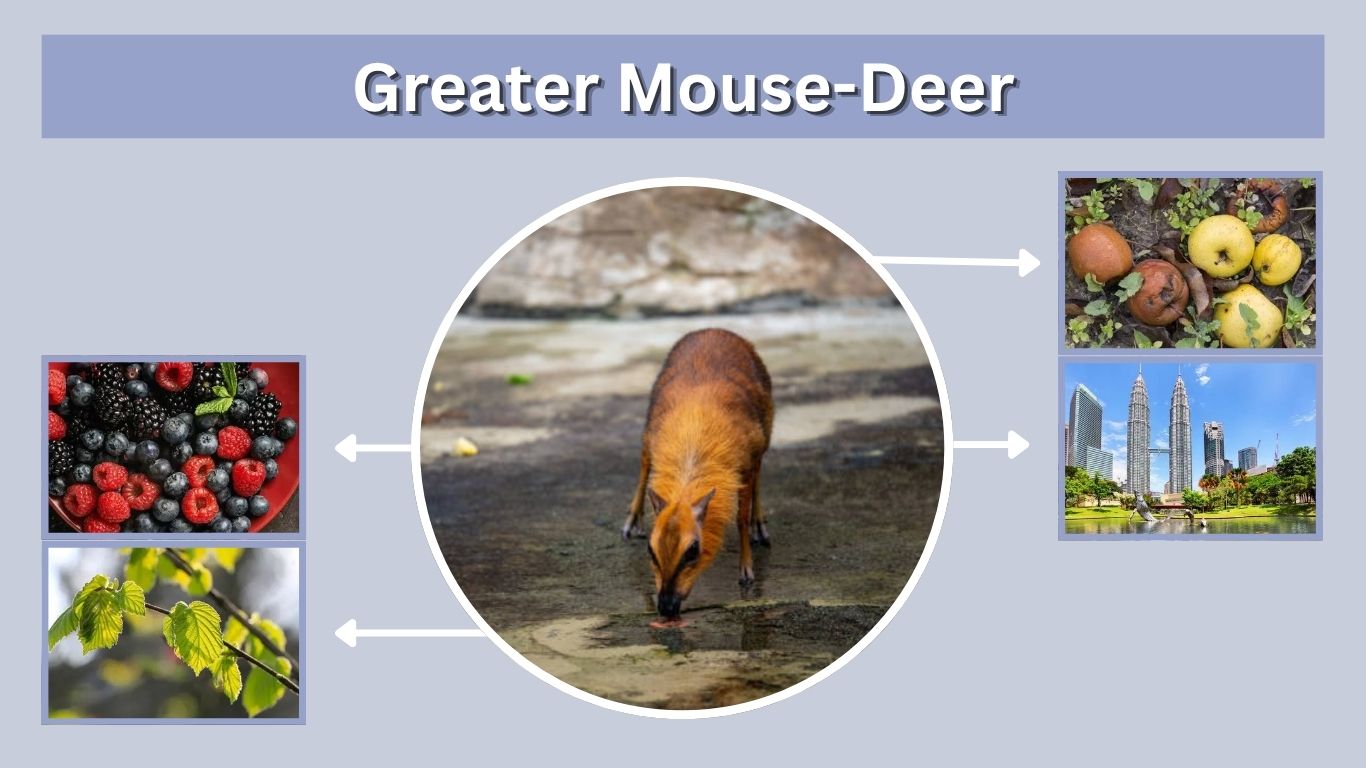 Greater Mouse-Deer: Habitat, Diet, Size and Defense