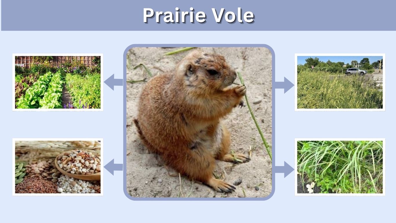 Prairie Vole: Size, Habitat, Diet, Monogamy and Facts