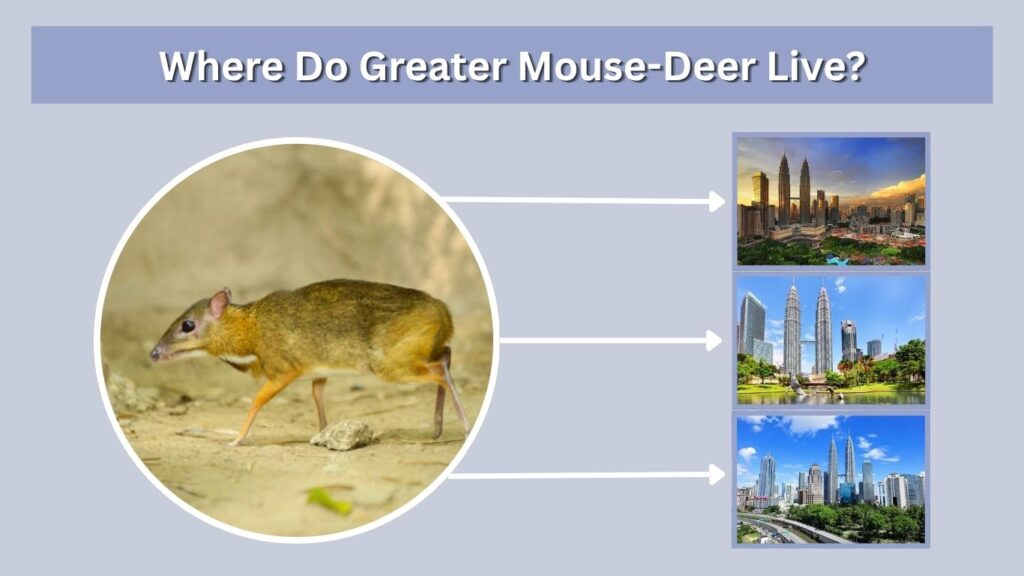 Where Do Greater Mouse-Deer Live?