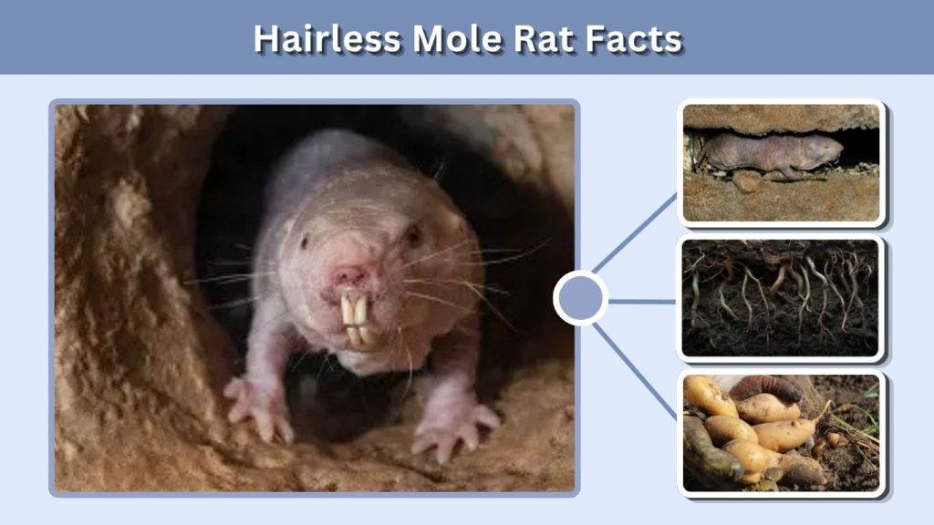 Hairless Mole Rat Facts