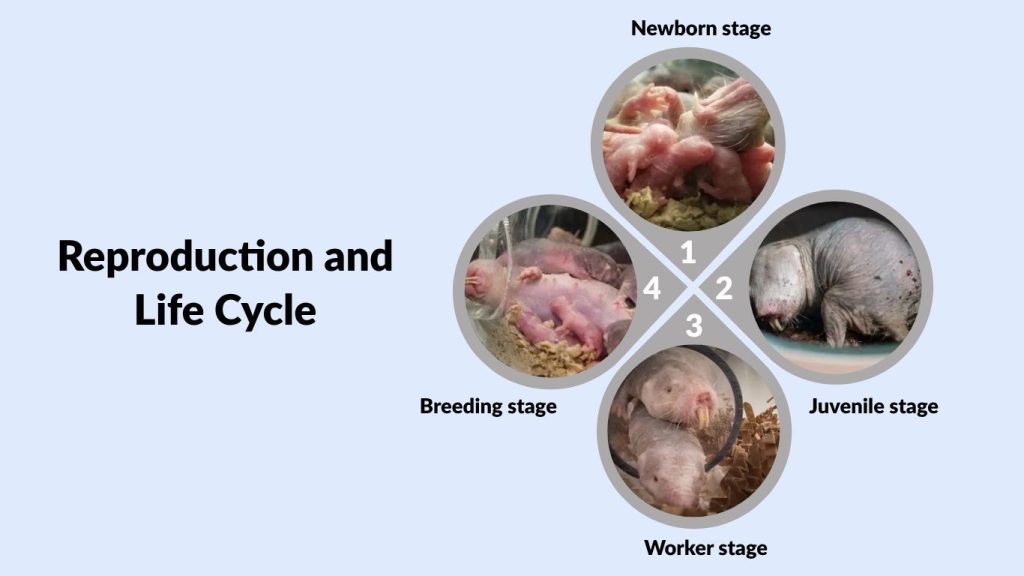 Reproduction and Life Cycle