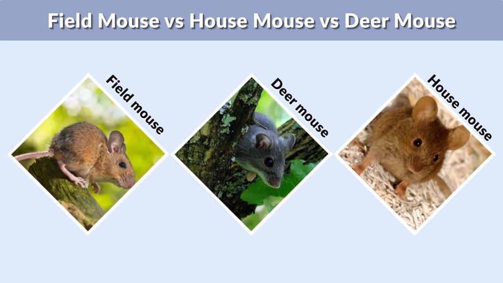 Field Mouse vs House Mouse vs Deer Mouse