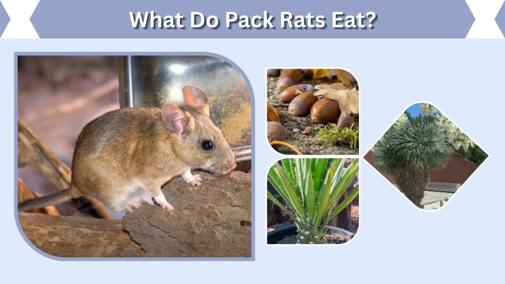 What Do Pack Rats Eat?