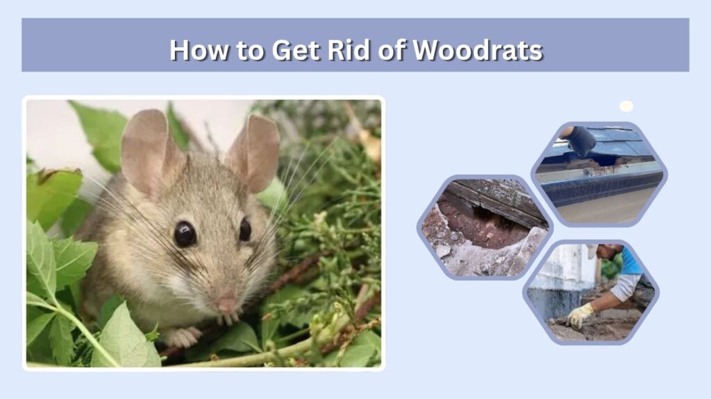 How to Get Rid of Woodrats