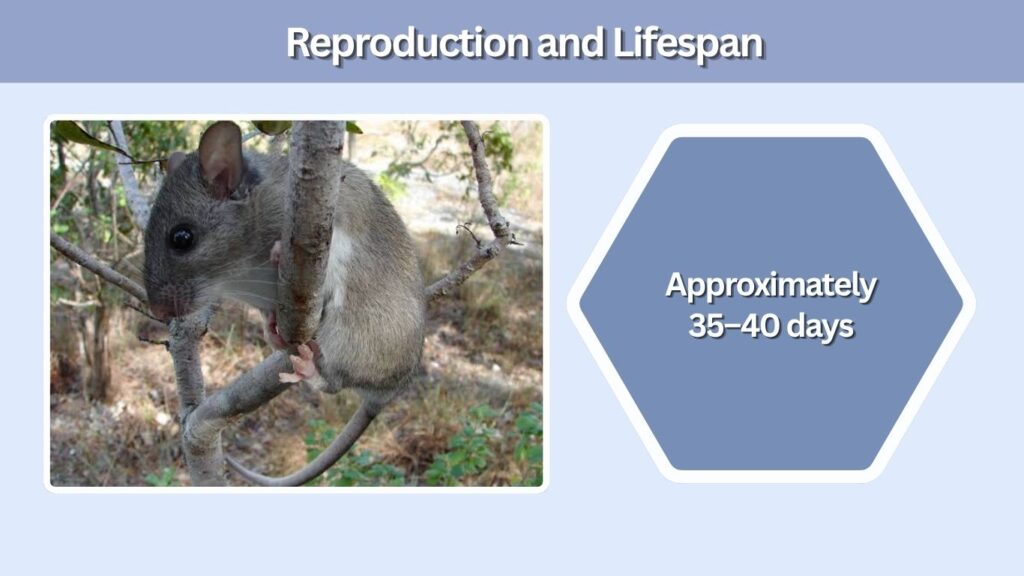 Reproduction and Lifespan