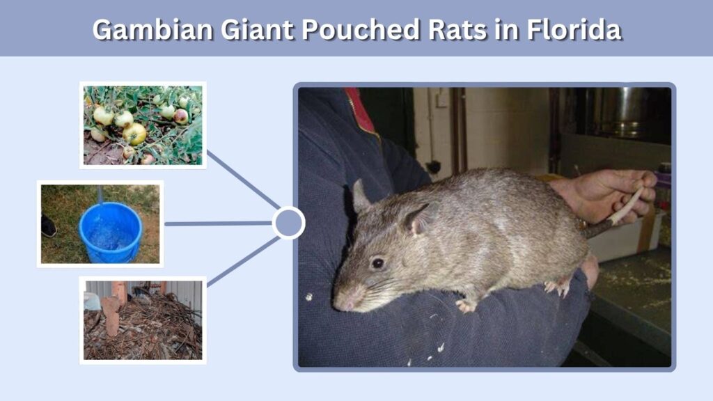 Gambian Giant Pouched Rats in Florida