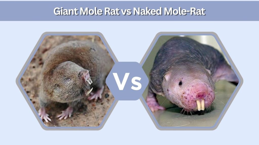 Giant Mole Rat vs Naked Mole-Rat