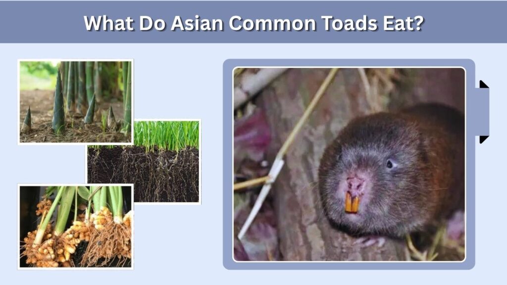 What Do Bamboo Rats Eat?