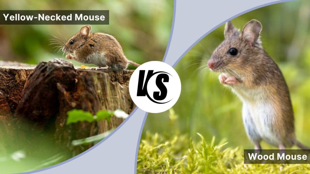 Yellow-Necked Mouse vs. Wood Mouse