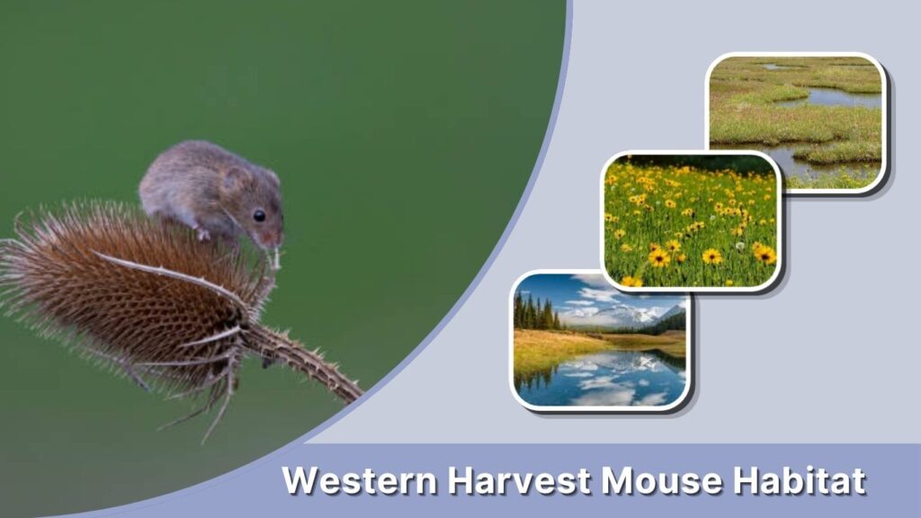 Western Harvest Mouse Habitat