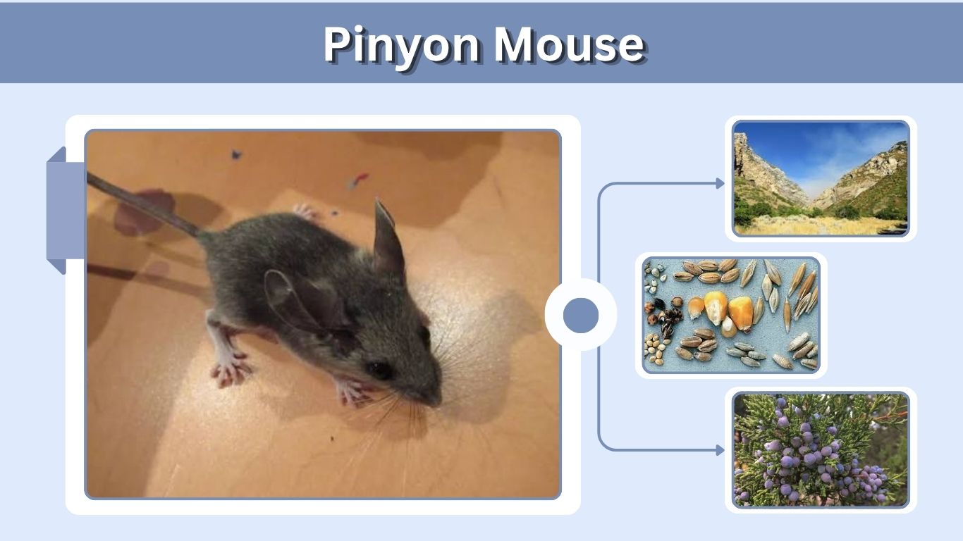 Pinyon Mouse: Size, Habitat, Diet, and Interesting Facts