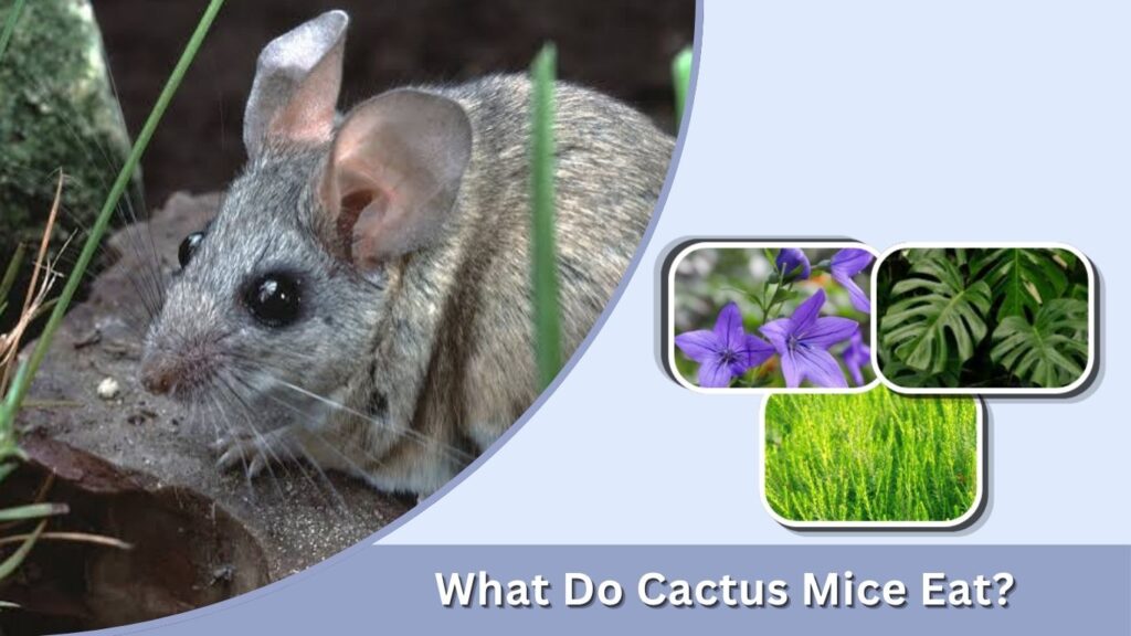 What Do Cactus Mice Eat?