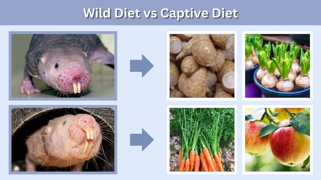Wild Diet vs Captive Diet