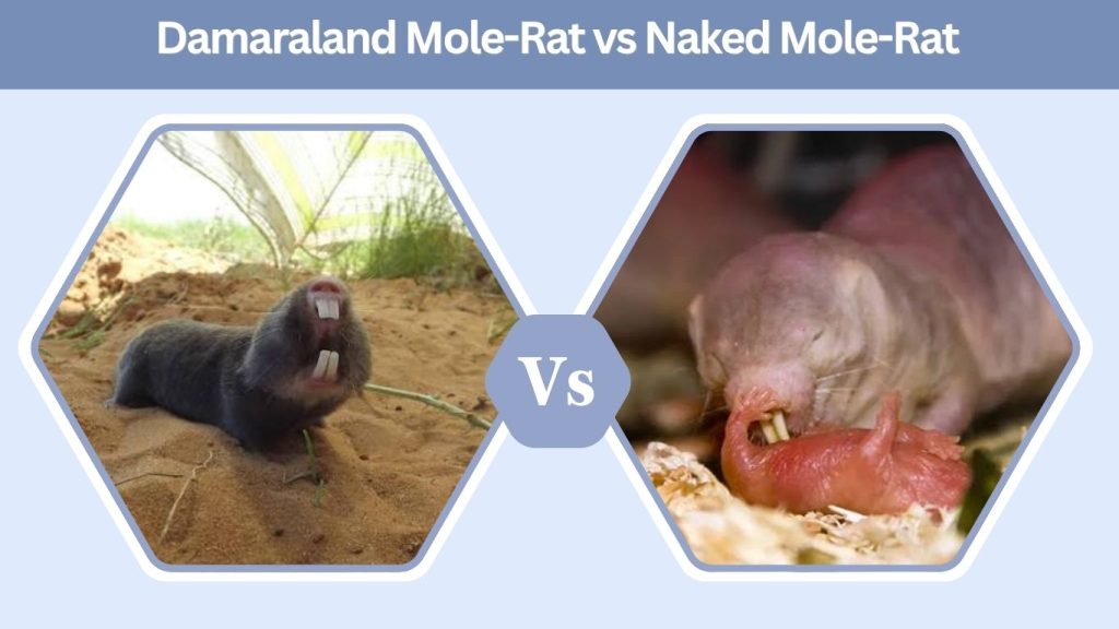 Damaraland Mole-Rat vs Naked Mole-Rat
